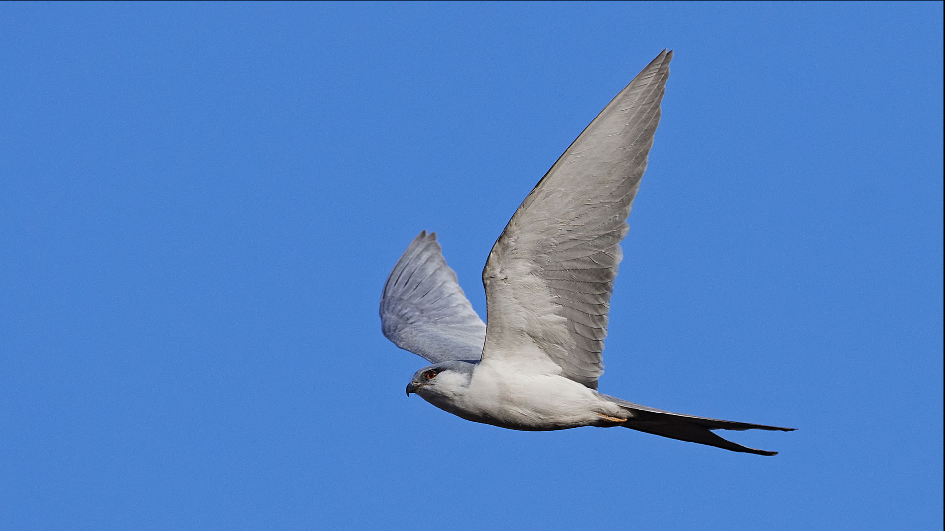 A Swallow flying alone against a blue sky.